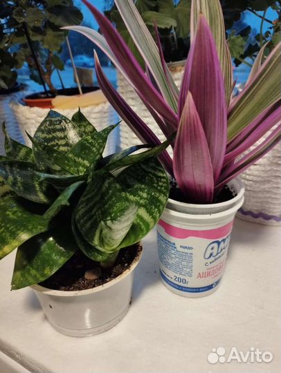 Комнатные растения