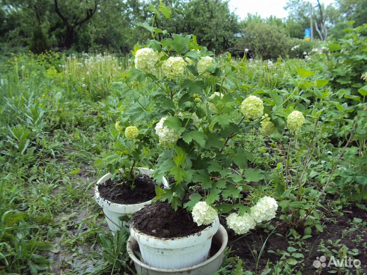 Калина Бульдонеж