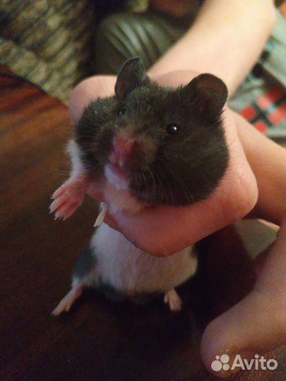 Сирийский хомяк