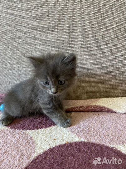 Котята в добрые руки бесплатно