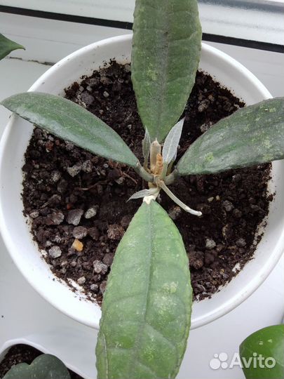 Хойя цветок