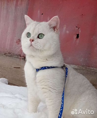 Вязка с котом