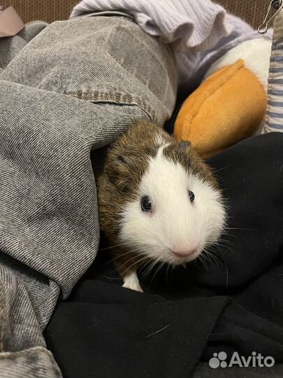 Возьму грызунов на передержку