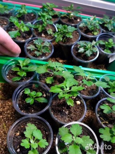 Хризантемы мультифлора саженцы