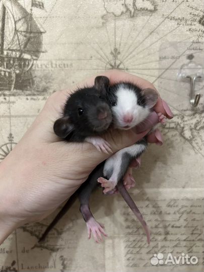 Ручные крысята Дамбо из Моск.Питомника