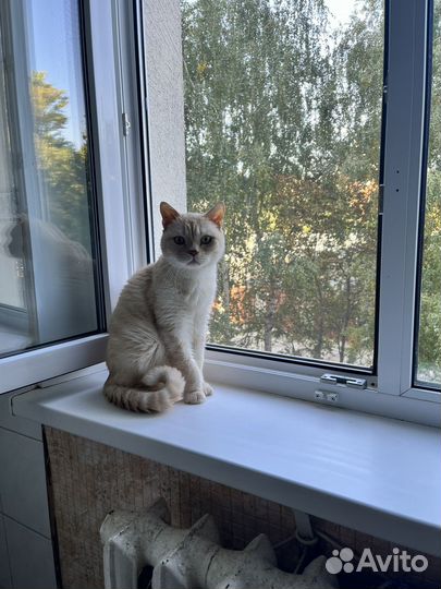 Передержка для кошек