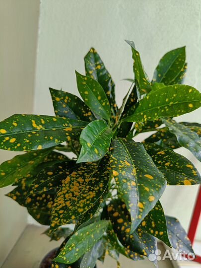 Кротон аукуболистный