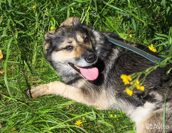 Некрупная собачка вам в компанию