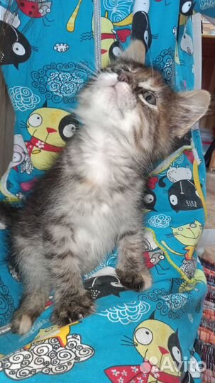 Пушистое чудо