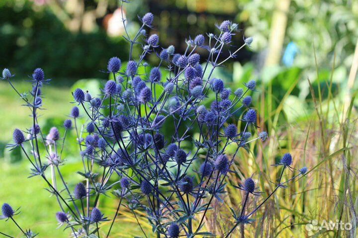 Синеголовник