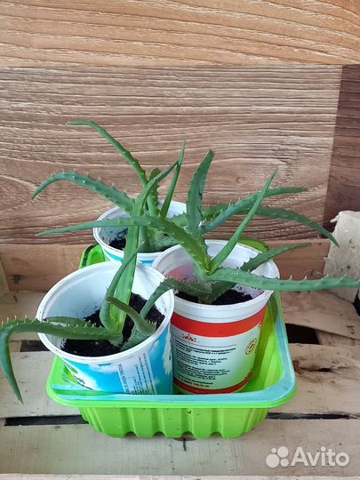 Алоэ столетник укорененные отростки: 1 и 2 -х лет