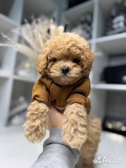 Тедди мальтипу F1 корея и китай