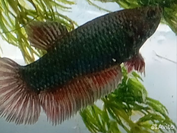 Рыба петушок