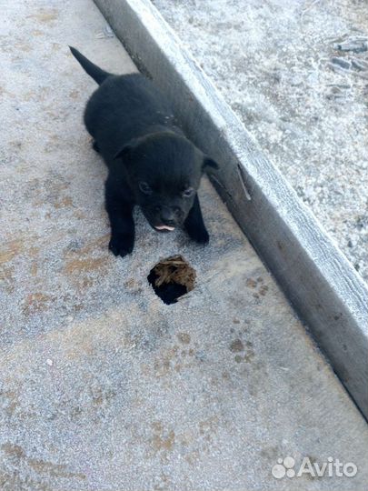 Собака в добрые руки отдам бесплатно