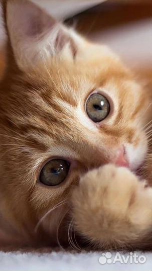 Рыжие котята