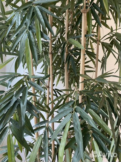 Искусственное дерево Бамбук 2,52см