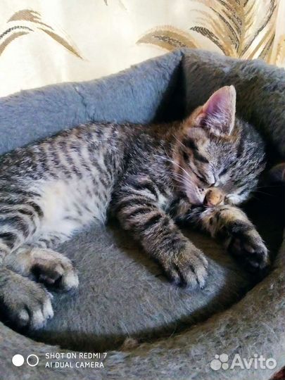 Кошка котенок девочка Красотуля