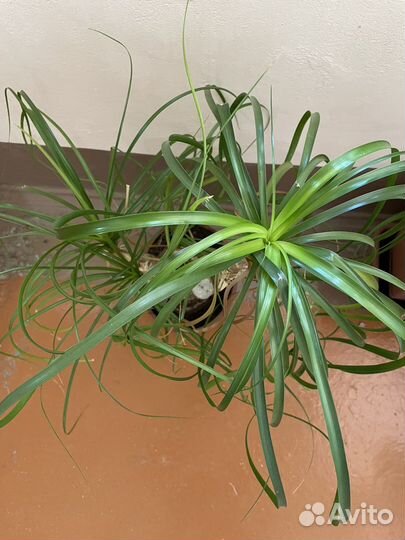 Нолина три ствола 50 см