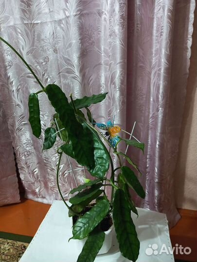 Хойя