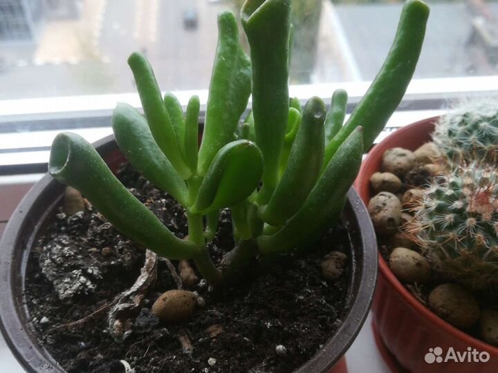 Толстянка трубчатая(крассула авата хоббит)