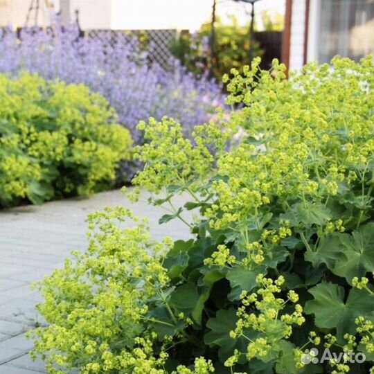 Манжетка мягкая зкс