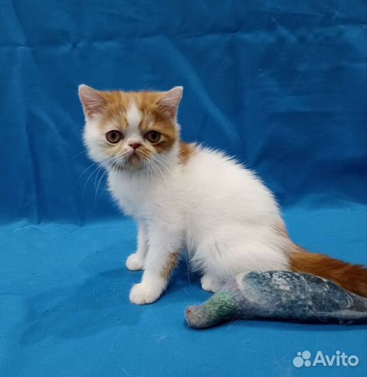 Рыжее чудо - солнышко