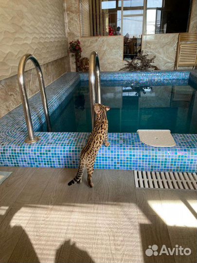 Алк или леопардово азиатский кот для питомников