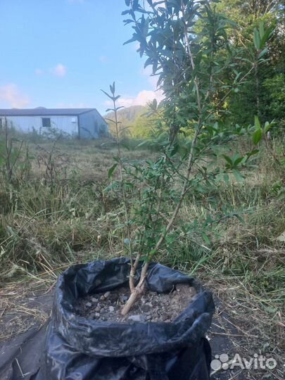 Саженцы граната, 3 года, Ахмар/Крымский полосатый