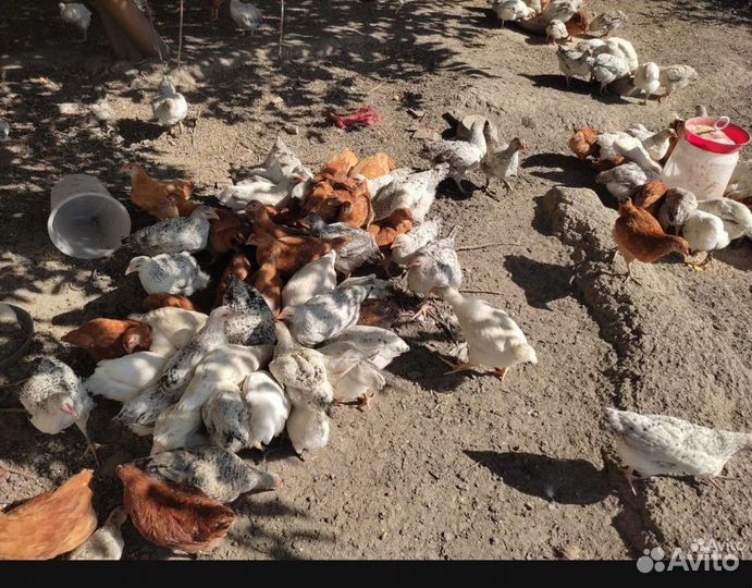 Цыплята цветной бройлер