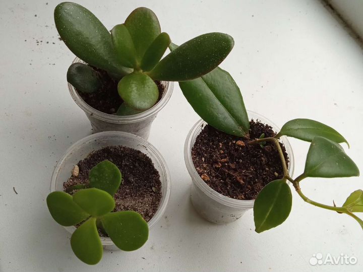 Суккуленты