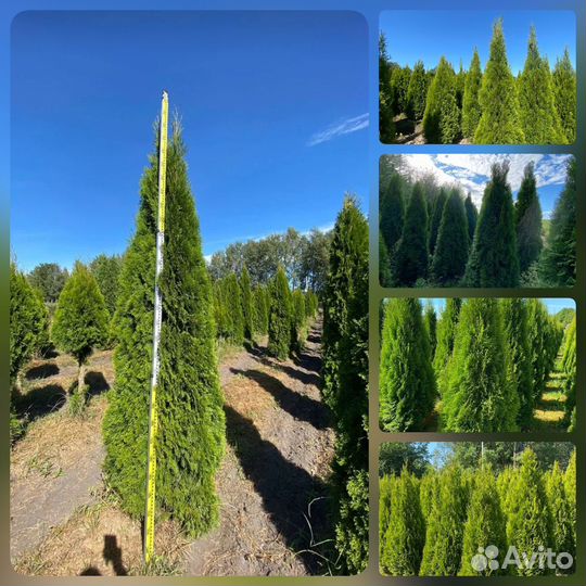 Туя Смарагд 180 см (предзаказ весна 2024)