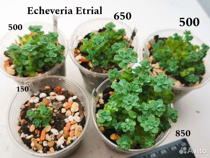 Echeveria кристаты и кустовые
