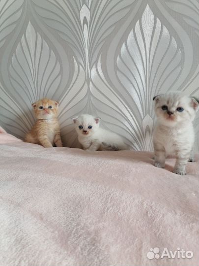 Шотландская