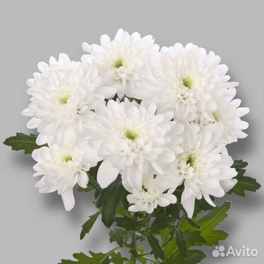 Корни (Маточник) Хризантемы мелкоцветковой