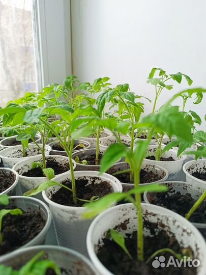 Рассада помидор, перец, капуста, баклажан, огурцы