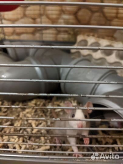 Декоративные крысята дамбо