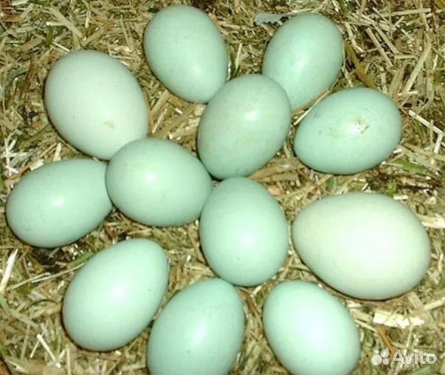 Куры несушки домашние