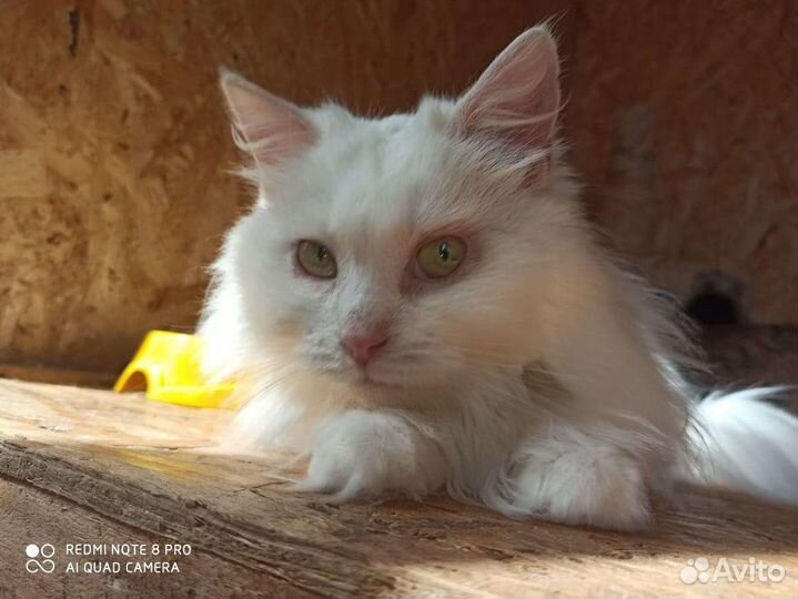 Шикарная белая кошка для хороших людей