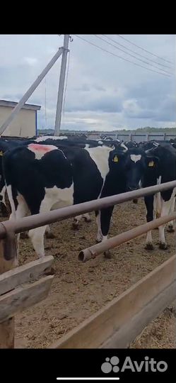 Нетели черно-пестрые 100 голов