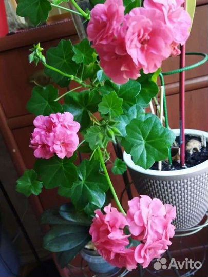 Плющелистная пеларгония Pac vicki