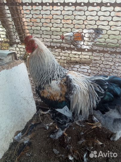 Петух Брама