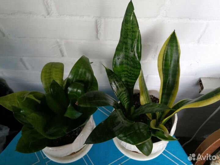 Сансевиерия