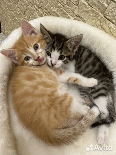 Котята в добрые руки бесплатно