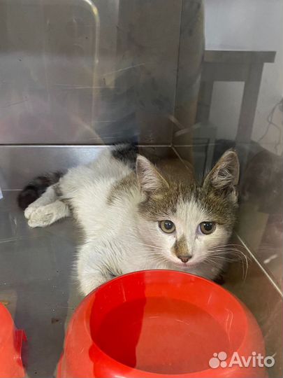 Котенок-зайчик ищет дом