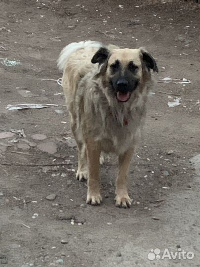 Собаки бесплатно