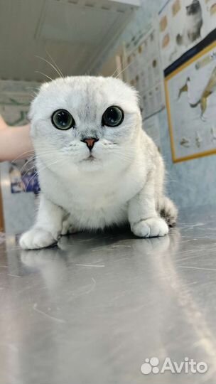 Ветеринарный врач на дом, стационарная помощь