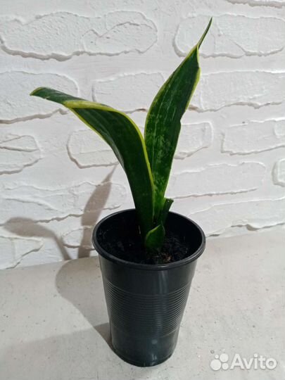 Сансевиерия