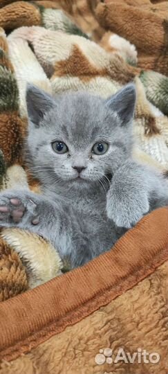 Британские котëнка