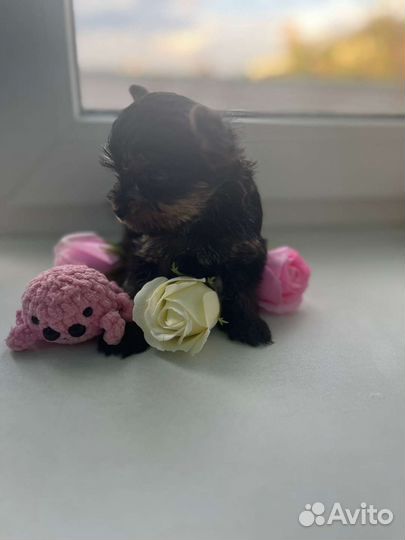 Йоркширский терьер мини