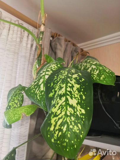 Диффенбахия, комнатное растение 2м высотой
